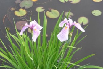 Ирис гладкий Розе Куен ( под заказ) | Фото - 0