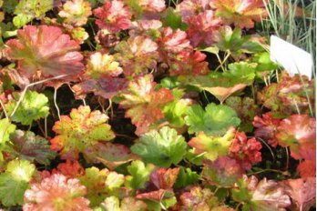 Дармера болотная | Фото - 0