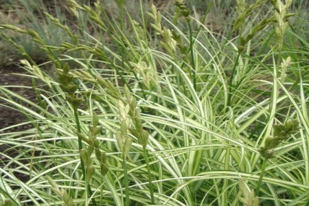 Аир пестролистый | Фото - 0