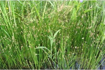 Ситняг болотный ( под заказ) | Фото - 0