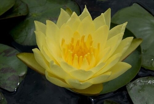 Joey Tomocik | Фото - 0