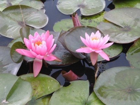 Firecrest | Фото - 0