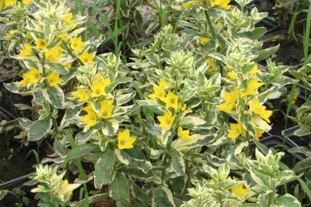 Вербейник точечный Вариегата (под заказ) | Фото - 0