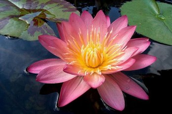 Albert Greenberg | Фото - 0