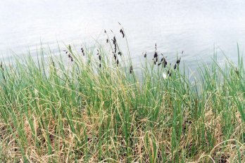 Осока тёмная