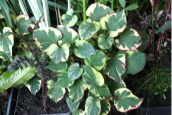 Хоутюйния хамелеон ( под заказ)