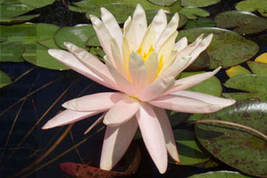 Sunny Pink | Фото - 0