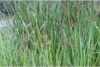 Осока высокая