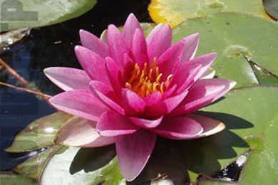 Chsrles de Meurville