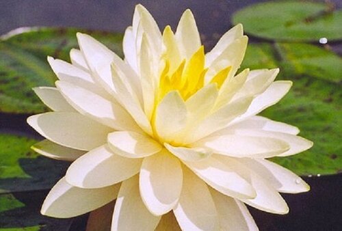 PerryS Double Yellow | Фото - 0