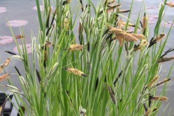 Осока береговая пёстрая | Фото - 0