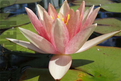 Paul Hariot | Фото - 0