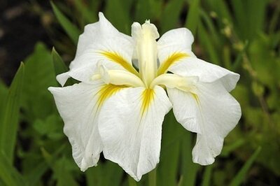 Ирис мечелистный Вайт Леди ( под заказ)