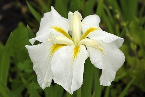 Ирис мечелистный Вайт Леди ( под заказ) | Фото - 0
