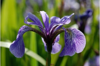 Ирис разноцветный Dark Aura | Фото - 0