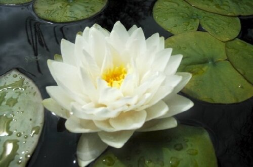 Gonnere | Фото - 0