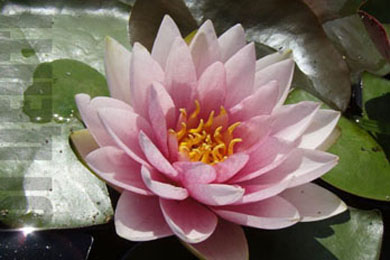 Hollandia | Фото - 0