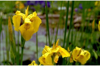 Ирис аировидный | Фото - 0