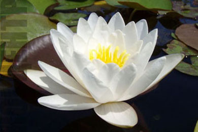 White Sultan | Фото - 0