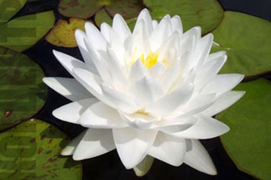 Perry's Double White | Фото - 0