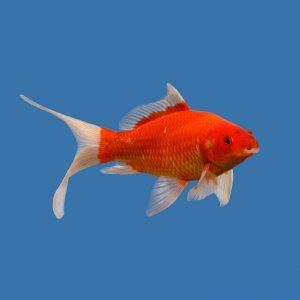 Красная комета | Фото - 0