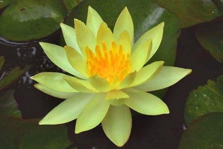 Odorata Sulphurea | Фото - 0