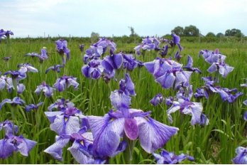 Ирис мечелистный Мармуроа ( под заказ) | Фото - 0