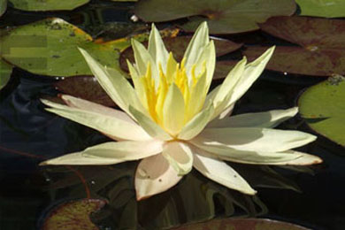 Yellow Queen | Фото - 0