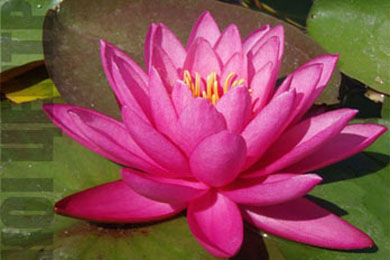 Mayla | Фото - 0