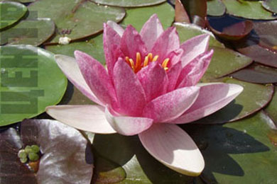 Ellisiana | Фото - 0