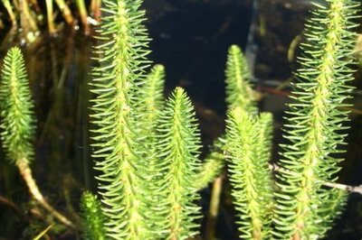 Водяная сосенка