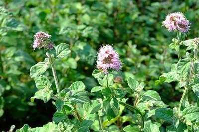 Мята водная