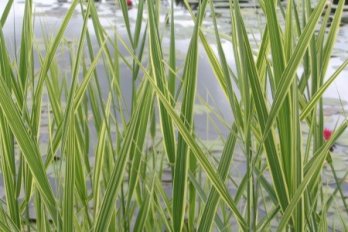 Тростник Карка Вариегатус | Фото - 0