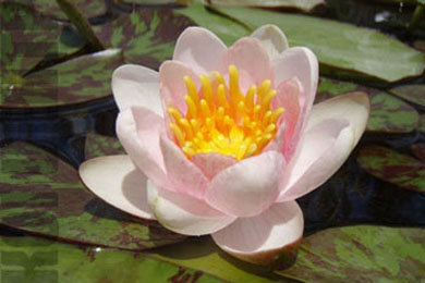 Shady Lady | Фото - 0