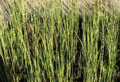 Камышь зебрина