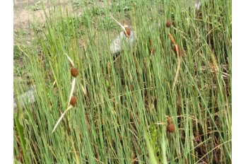 Рогоз малый