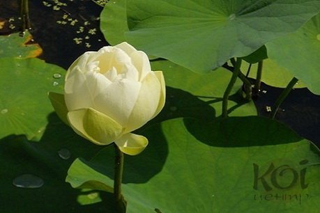 Lutea | Фото - 0