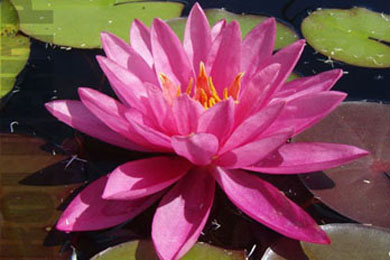 Bernice Ickins | Фото - 0