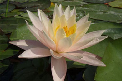 Peace Lily | Фото - 0