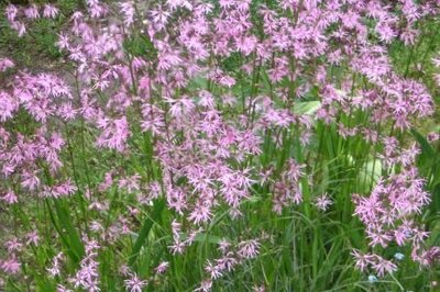 Зорька кукушкин цвет( под заказ)