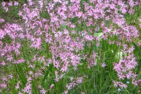 Зорька кукушкин цвет( под заказ) | Фото - 0