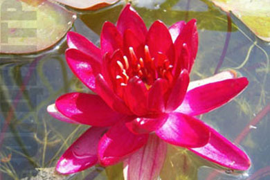 Perry's Red Glow | Фото - 0