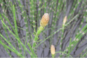 Хвощ приречный ( под заказ)