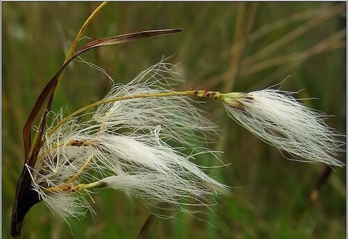 Пушица широколистная ( под заказ) | Фото - 0