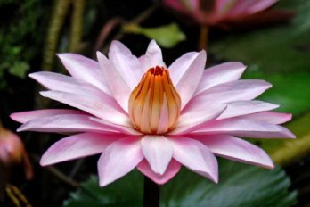 Sturtevantii | Фото - 0