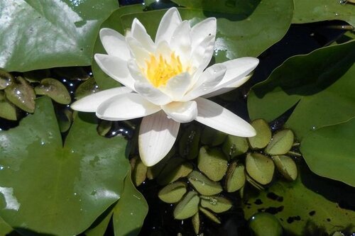 Candidissima | Фото - 0