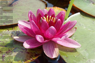 Perry's Baby Red | Фото - 0