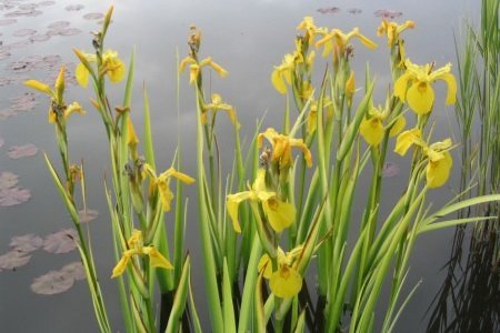 Ирис аировид. Вариегата ( под заказ) | Фото - 0