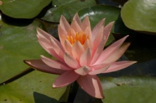 Peches and Cream | Фото - 0