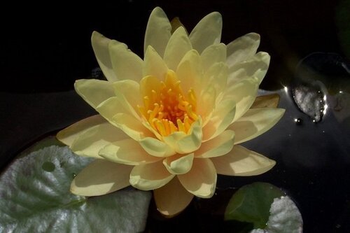 Clyde Ikins | Фото - 0